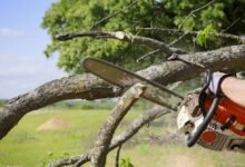 What You Need to Know About Professional Tree Removal Services