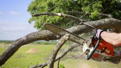 What You Need to Know About Professional Tree Removal Services