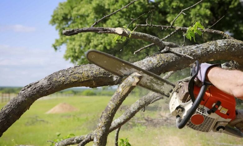 What You Need to Know About Professional Tree Removal Services