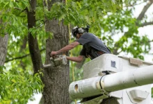 What You Need to Know About Tree Removal Services