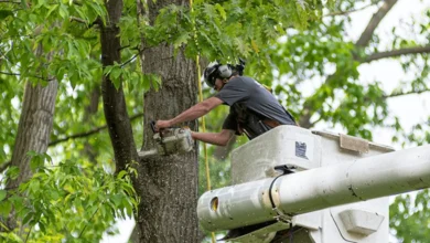 What You Need to Know About Tree Removal Services