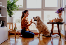 Ancient Wisdom Meets Modern Pet Care: How Traditional Chinese Medicine Is Helping Dogs Thrive