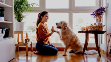 Ancient Wisdom Meets Modern Pet Care: How Traditional Chinese Medicine Is Helping Dogs Thrive